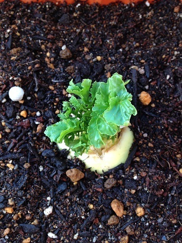 大根の葉再生 みーとブログ 木と花と野菜と私